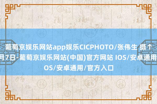 葡萄京娱乐网站app娱乐CICPHOTO/张伟生 摄↑2025年1月7日-葡萄京娱乐网站(中国)官方网站 IOS/安卓通用/官方入口