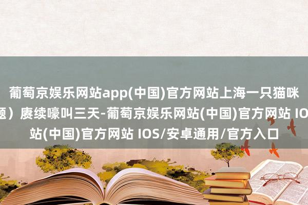 葡萄京娱乐网站app(中国)官方网站上海一只猫咪因尿闭（泌尿系统问题）赓续嚎叫三天-葡萄京娱乐网站(中国)官方网站 IOS/安卓通用/官方入口